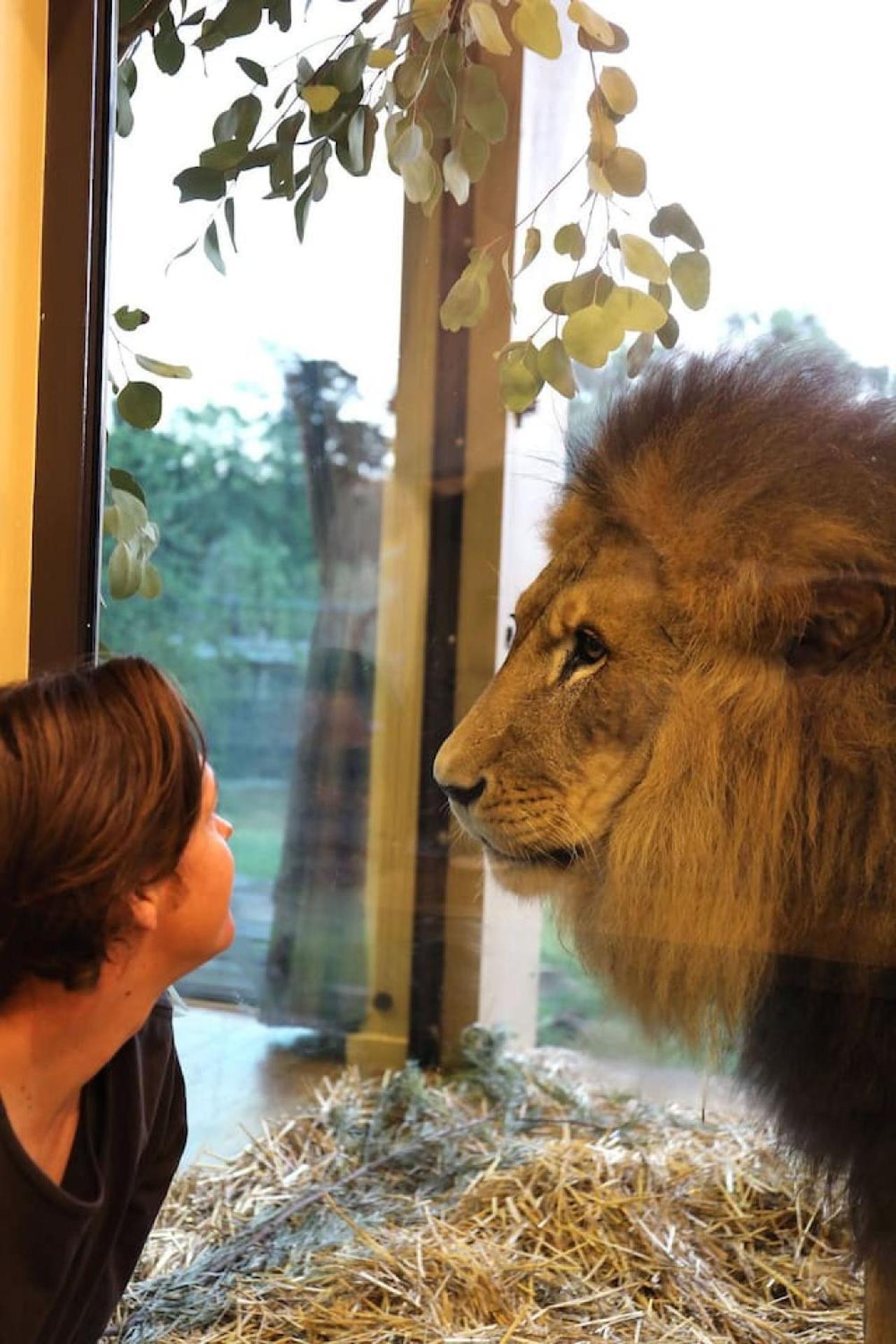 Big Cat Bungalows At The Haven - Lion 2 Canastota Extérieur photo